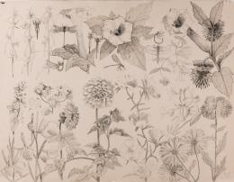 Emile Gallé. Estudio de flores e insectos