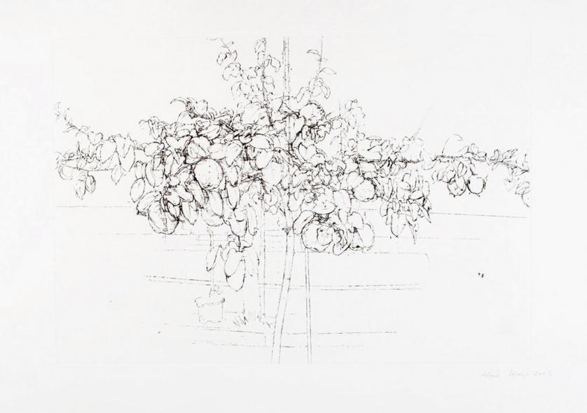 Anthony Lopez. Fruit tree