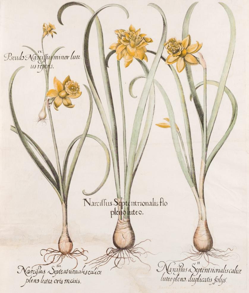 Besler. Narcissus Septentrionalis Flo Pleno Luteo