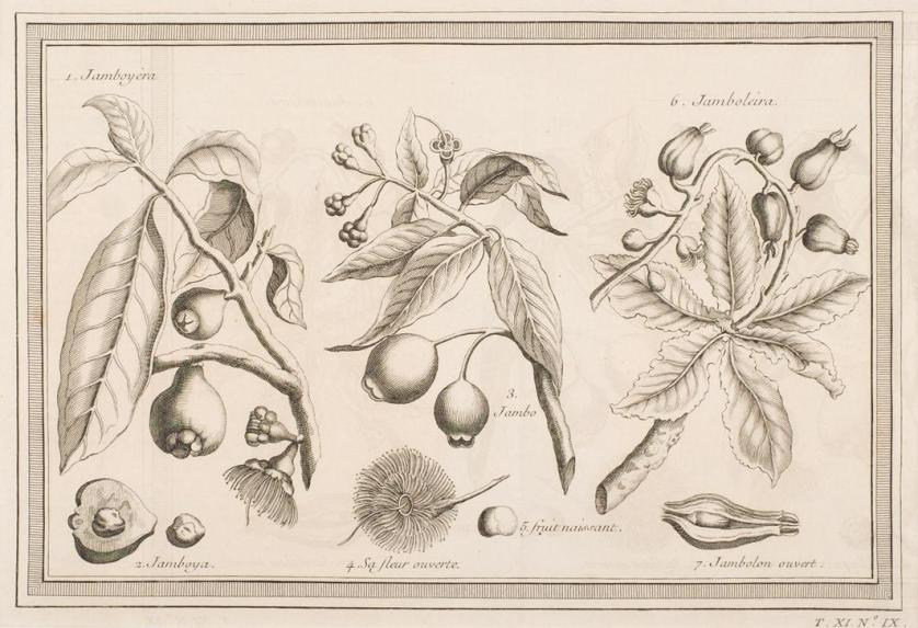 Cinco grabados de botánica